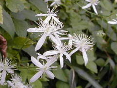 皮膚炎(発砲)